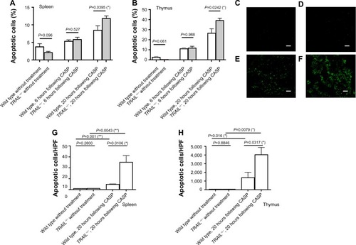 Figure 3 TRAIL deficiency increased sepsis-induced apoptosis.Notes: Apoptosis was detected in untreated wild-type mice and TRAIL−/− mice. Additionally, 16G CASP was performed in wild-type and TRAIL−/− mice and apoptosis was detected 6 hours and 20 hours following CASP. (A and B) Propidium iodide cell cycle analyses were performed in (A) spleens and (B) thymi of untreated wild-type mice (n=8) and untreated TRAIL−/− mice (n=9), as well as in wild-type and TRAIL−/− mice 6 hours and 20 hours following CASP (n≥5 per group). The fraction of apoptotic cells within the organs was determined by FACS analysis. (A) Mean values and standard errors of the means of the fraction of apoptotic cells within the spleen are shown. (B) Mean values and standard errors of the means of the fraction of apoptotic cells within the thymus are shown. (C–H) TUNEL staining of apoptotic cells was performed. Sections were examined by fluorescent microscopy, and the number of apoptotic cells per HPF was counted using ImageJ. (C–F) Representative TUNEL-stained sections of spleens are shown. Original magnifications: ×20; scale bars =50 µm. (C) Spleen of an untreated wild-type mouse; (D) spleen of an untreated TRAIL−/− mouse; (E) spleen of a wild-type mouse 20 hours following CASP induction; (F) spleen of a TRAIL−/− mouse 20 hours after induction of CASP. (G) Quantification of TUNEL stain within the spleen was performed for untreated wild-type (n=5) and untreated TRAIL−/− mice (n=5), as well as for wild-type mice, 20 hours following CASP (n=5) and for TRAIL−/− mice 20 hours following CASP (n=5). Mean values and standard errors of the mean of the number of apoptotic cells per HPF are shown. (H) TUNEL stainings within the thymi of wild-type and TRAIL−/− mice without treatment as well as 20 hours following CASP were performed. The mean values of the apoptotic cells per HPF and the standard errors of the means are shown. *P<0.05; **P<0.01.Abbreviations: CASP, colon ascendens stent peritonitis; FACS, fluorescence-activated cell sorting; HPF, high-power field; TNF. tumor necrosis factor; TRAIL, TNF-related apoptosis-inducing ligand; TUNEL, terminal deoxynucleotidyl transferase dUTP nick end labeling.