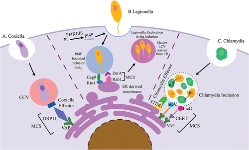 Figure 2. The figure illustrates bacteria-induced membrane contact sites demonstrating how bacteria establish close interactions between host cell organelles to promote their replication.