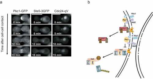 Figure 3. Cross talk between the CWI and the pheromone response pathway upon intrinsic cell wall stress.