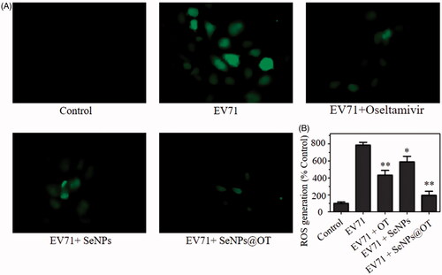 Figure 7. (A) ROS levels of uninfected and EV71-infected U251 cells exposed to SeNPs, oseltamivir and SeNPs@OT were detected via DCF fluorescence intensity. (B) The quantitative analysis of the fluorescence intensity in different groups by fluorescence plate reader.