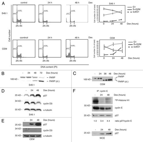 Figure 1. Glucocorticoids induce an accumulation in G1-phase of the cell cycle and apoptosis of T-lymphoma cells. (A) Cell cycle arrest precedes apoptosis in glucocorticoid-treated T-lymphomas. Mouse (S49.1) and human T-lymphomas (CCRF-CEM-C7H2, “CEM”) were cultured in the presence of Dex (100 nM) for the indicated time points. Cell cycle distribution (G1-, S+G2M-phase) and apoptosis (subG1) were determined by DNA-staining using propidium iodide (PI) as desribed in Materials and Methods. The diagrams to the right indicate rise in apoptosis and changes in cell cycle distribution upon Dex treatment (cell cycle distribution was calculated excluding subG1 cells). (B and C) Induction of PARP cleavage in S49.1 and CEM cells. Cells were treated for the indicated time points with 100 nM Dex, and 50 µg of protein extracts were subjected to immunoblot analysis. PARP and PARP cleavage product (PARP [cl.]) were detected by a specific antibody. (D and E) Regulation of cyclin D3 and p27 by glucocorticoids in T-lymphomas. S49.1 and CEM cells were treated for the indicated periods of time with Dex (100 nM) and 50 µg of protein extracts analyzed by western blotting for cyclin D3, p27, and α-tubulin expression using specific antibodies. (F) Inhibition of cyclin E-associated kinase activity by Dex. S49.1 cells were treated with Dex for the indicated time points. Cyclin E was immunoprecipitated from 400 µg of protein extracts and co-purified kinase activity estimated by an in vitro kinase assay using histone H1 as a substrate in the presence of γ-32P-ATP. Immunoprecipitated cyclin E, Cdk2, and p27 were detected by western blotting. Cyclin E and p27 signals were quantified from films using ImageJ software. Increased binding of p27 to cyclin E is expressed as the ratio of quantified p27 to cyclin E signal, the ratio of the control-treated sample is set to 1 (below p27 panel from cyclin E IP). Ten % of the amount of extract used for IP were analyzed by SDS-PAGE and indicate p27 levels during IP (WCE, lowest panel).