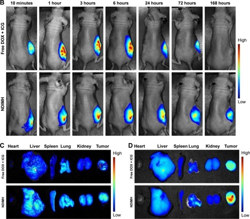 Figure 6 In vivo FL imaging and biodistribution of DOX/ICG in mice bearing SCC-15 tumors after intratumoral injection of free DOX + ICG or NDIMH.Notes: (A) Time-lapse DOX FL of the whole body of mice. (B)Time-lapse ICG FL of the whole body of mice. (C) DOX FL intensity of major organs and tumors after 21 days of administration. (D) ICG FL intensity of major organs and tumors after 21 days of administration.Abbreviations: DOX, doxorubicin; FL, fluorescence; ICG, indocyanine green; NDIMH, nano DOX-ICG matrix metalloproteinase-responsive hydrogel.