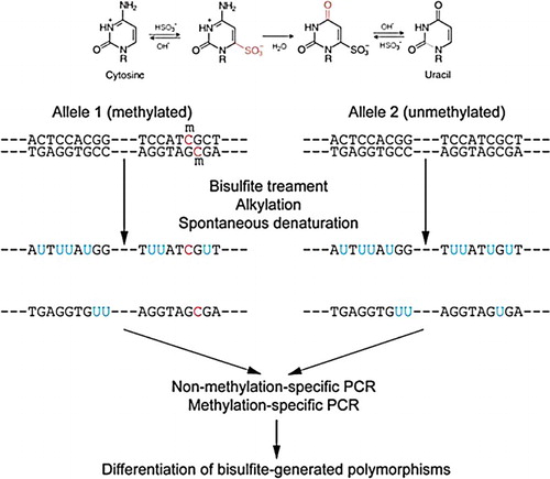 Figure 1. Bisulfite conversion of genomic DNA.