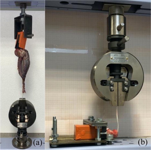 Figure 1. Biomechanical setup of (a) proximal fixation along tendon by 8 simple interrupted sutures, (b) the distal fixation in calcaneum by interference screw.