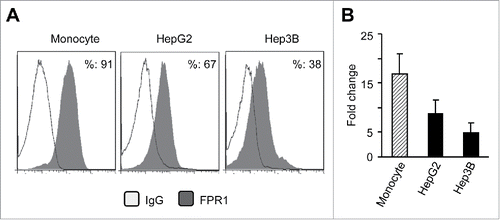 Figure 2. The expression of FPR1 protein and mRNA in human hepatoma cell lines. (A) FACS analysis of FPR1 expression on hepatic cancer cells lines HepG2 and Hep3B. Human monocytes were used as controls. The results are from representative of three independent experiments. (B) the expression of FPR1 mRNA in hepatoma cell lines. Representative quantitative PCR results from three independent experiments are shown as the mean-fold changes of FPR1 expression levels (± SEM) after intra-sample normalization to the levels of GAPDH.