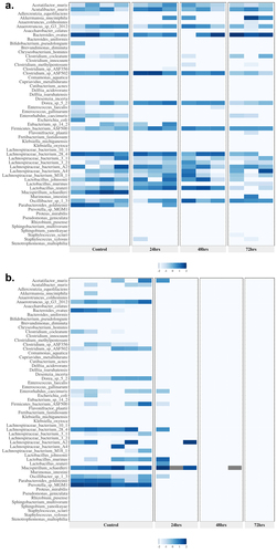 Figure 1. Heatmap presentation of antibiotic modulation of the log-transformed relative abundance of microbial species in the gut by combination and monotherapy after 24, 48, and 72 h of treatment; the two heatmaps shown are representative of (a) those seen in both low-dose monotherapies with sufficient DNA for analysis and (b) those seen in all combination therapy treatments: (a) low-dose ciprofloxacin and (b) triple combination low-dose ampicillin, ciprofloxacin, fosfomycin (also representative of all dual combination findings). These heatmaps present the species in the same order across each heatmap to allow comparisons. Color intensity indicates the relative abundance data (darker the color the greater the abundance) after log transformation.