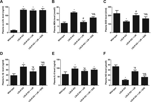 Figure 2. Effects of liraglutide on the circulatory levels of ox-LDL, oxidative and inflammatory markers, and NO bioavailability in LDLR-KO mice and the role of exendin-9. LIR indicates liraglutide. EXE indicates exendin-9. Results are mean ± SE, n = 10 in each group, *P < 0.05 compared to wild-type mice, #P < 0.05 compared to LDLR-KO mice, &P < 0.05 compared to liraglutide-treated LDLR-KO mice.