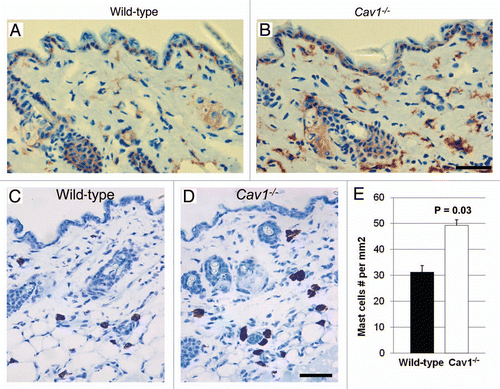 Figure 6 Inflammatory cell content of the skin in wild-type and Cav-1-/- mice. (A and B) Frozen sections from the skin were stained with the F4/80 antibody, a macrophage cell marker, to evaluate macrophage infiltration in the dermis of wild-type (A) and Cav-1-/- mice (B). Immuno-staining indicates positive labeling of macrophages. (C and D) Histochemical staining to detect mast cells. Using this approach mast cells stain purple. Scale bar = 50 microns. (E) Quantification of mast cells in the skin from wild-type and Cav-1-/- mice. The number of mast cells was determined in five equal areas of skin (n = 5), from the sub-endothelium to the muscle. Note that increased infiltration of macrophages and mast cells was observed in the dermis of Cav-1-/- mice, as compared with normal wild-type dermis. Results are indicated as the mean ± SEM. p values are indicated in the graphs, as determined by the Student's t-test.