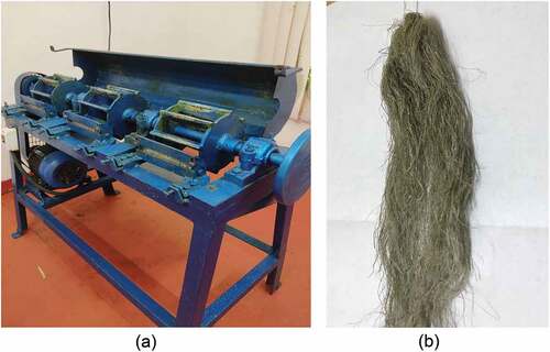 Figure 1. (a) Water hyacinth fiber extraction machine, (b) Water hyacinth fiber.