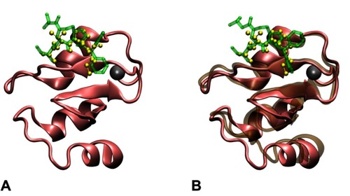 Figure S1 Structures of the monovalent complex formed by BIR3 and AT-406. The docking structure (A) with the highest docking score was selected and further subjected to a 25 ns MD. This structure has a binding mode similar to the complex in PDB entry 1G73, and the RMSD between backbone heavy atoms of AVPI in 1G73 and the corresponding atoms of AT-406 is 1.056Å (calculated by VMD). The structure (B) after 25 ns MD was used to construct the bivalent complex. The structures of BIR3 and AVPI in PDB entry 1G73 are shown in the pink NewCartoon and the yellow CPK representations, respectively, while the docked AT-406 is shown in the green Licorice representation. The structure of BIR3 after 25 ns MD is shown in ochre NewCartoon representation. The zinc atom (the gray ball) is not involved in the binding site.