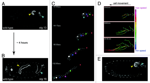 Figure 4. Shaping of the Malpighian tubule (A and B), During a period of about four hours MpTs undergo a dramatic change in shape that is driven by orderly cell intercalation, transforming from short, stubby tubules in mid-embryogenesis stage 13, (A) to long, elongated tubules in late embryogenesis stage 16 (B). (C) SIMI-Biocell assisted 3-D reconstruction of the distal portion of an anterior MpT. Five cells are marked in different colors and their positions tracked in XYZ over time. The distal-most tip cell is marked with red star. Such tracking can be used to quantify individual cell behaviors during tubule elongation (D). (D) Quantification of cell speed during intercalation. Cell speeds for the 5 cells marked in C are shown. The lines show cell tracks and color indicates cell speed. Net direction of cell movement is indicated by the arrow. (E) Orderly cell intercalation fails in crossveinless-c mutants. Anterior and posterior MpTs are indicated by yellow and cyan arrowheads in A, B and E. Images in C and D courtesy of Aditya Saxena.