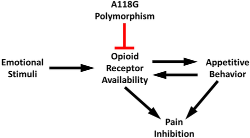 Figure 5 Possible pathway in which the A118G polymorphism impairs pleasure-induced pain inhibition.