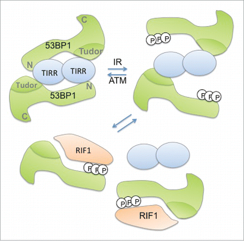 Figure 1. Speculative model depicting the TIRR/53BP1 dissociation in response to γ-radiation. In undamaged cells, 2 53BP1 molecules interact with a dimer of TIRR via their Tudor domain and possibly their N-terminal extremity. Following g-irradiation (IR), ATM-dependent phosphorylation of 53BP1 N-terminal extremity weakens the interaction of TIRR with 53BP1 and further promotes the recruitment of RIF1 on 53BP1 leading to the release of TIRR from 53BP1.
