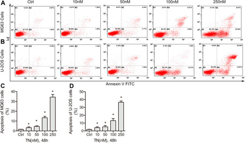 Figure 2 TN induces dose-dependent apoptosis in osteosarcoma cells. (A and B) The human osteosarcoma cells (MG63 and U-2OS cells) were treated with various doses of TN 10, 25, 50 and 100 nM for 48h. (A and B) Flow cytometric analysis shows early and late apoptosis induced by TN in osteosarcoma cells (MG63 and U-2OS cells). (C and D) Histogram data indicate the percentage of apoptotic cells from three independent experiments. The statistical difference *P<0.05 compared with control group.