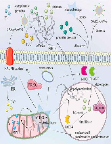 Figure 2. NETosis and its mechanism in COVID-19. NETosis is a process of death with release of NET accompanied by auto-inflammatory factors and antigens. Calcium ionophore activates the CRAC channel of the cytoplasmic membrane and mobilizes Ca2+ in the endoplasmic reticulum, increasing the concentration of Ca2+ in the cytoplasm. Subsequently, Ca2+ overload and oxidative stress in the mitochondrial matrix lead to nonselective mitochondrial pores and the formation of MTROS. The release of MTROS into the cytoplasm activates PRKC and NADPH oxidase and induces the formation of NETs independently of MTROS and MPTP. Under stress conditions such as invasion of SARS-CoV-2, the NADPH oxidase complex is activated, subsequently producing large amounts of ROS. The azurosome is a protein complex that contains the ELANE and MPO proteins. Under ROS, the azurosome releases ELANE and MPO into the cytoplasm. In addition, the azurosomes dissociate in the presence of ROS, causing ELANE and MPO to enter the nucleus to decompose laminin and histones. PADI4 citrullinates histones, resulting in nucleocapsid agglomeration and chromatin depolymerization. DNA fibers or nuclear chromatin, released into the cytoplasm, combined with cytoplasmic proteins, granular proteins, histones, and F3, encapsulate the cytoplasm and finally in the extracellular form of NETs. cDNA and histone promote the release of pro-inflammatory cytokines and TCC. Neutrophils also release ELANE and MPO, which dissolve invasive pathogens such as SARS-CoV-2, digest particles, and induce tissue and bystander damage.