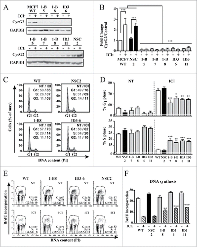 Figure 4. Silencing CycG2 expression reduces the cell cycle inhibitory effects of fulvestrant-mediated ER signaling blockade. (A) Immunoblots of CycG2 levels in indicated MCF7 CycG2 KD clones and controls (NSC, WT) following 48 h culture in the presence (+) or absence (-) of fulvestrant (ICI, 100 nM). (B) One-way ANOVA statistical analysis of CycG2 expression data from >3 replicate experiments quantified by immunoblotting as in A. (C) Representative histogram overlays of DNA content in parental MCF7 control (WT, NSC) and CycG2 KD clones cultured in normal (gray area, NT) or ICI (black line) containing medium for 48h). (D) Statistical analysis (one-way ANOVA) of G1- and S-phase DNA distribution data of flow cytometry analyses as shown in C. (E) Two-parameter flow cytometry analysis of BrdU-labeled DNA in CycG2 KD clones and WT and NSC controls cultured with (ICI) or without (NT) fulvestrant. (F) One way ANOVA analysis of BrdU data from >3 repeats of experiments shown in E. ***p = < 0.001; **p = < 0.01; *p = < 0.05.