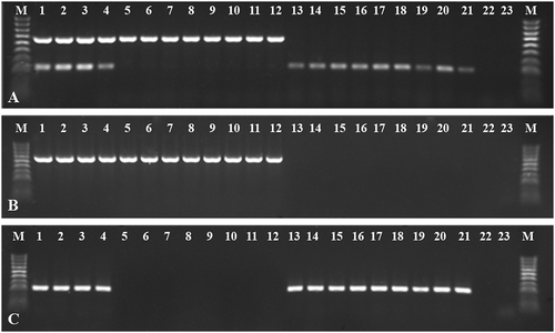 Fig. 3 Electrophoretic separations of mRT-PCR and uniplex RT-PCR products of 21 plant samples delivered to Institute of Plant Protection-NRI, Plant Disease Clinic (lanes 1–18 tomato plants, lanes 19–20 tobacco plants, lane 21 weed plant). (a) mRT-PCR detecting simultaneously both viruses, (b) and (c) uniplex RT-PCR Tomato yellow ring virus (TYRV) and Tomato spotted wilt virus (TSWV), respectively. M – HyperLadder™ 100 bp (Bioline). Lanes 1–21 tested samples, 22–23 negative controls.