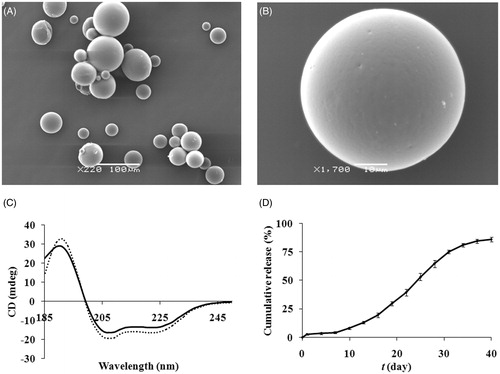 Figure 3. SEM photographs of the surface morphology ((A): magnification of 220; (B): magnification of 1700) of exenatide microspheres. (C) CD spectra of native exenatide sample (solid line) and exenatide extracted from microspheres (dotted line). (D) In vitro release of exenatide microspheres in PBS at 37 °C for 40 days (mean ± SD, n = 3).