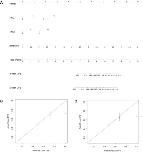 Figure 7 Construction of a predictive nomogram for DFS. (A) The predictive nomogram consisted of the risk score, TRG and ypTNM stage. (B) Calibration curve of the nomogram for estimation of DFS rates at 3-year. (C) Calibration curve of the nomogram for estimation of DFS rates at 5-year. DFS disease-free survival.