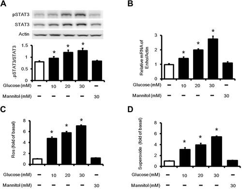 Figure 2 STAT3 and Enho expression in high glucose-treated HepG2 cells. Cells were incubated in normal (5.5 mM) or varying concentrations (10, 20 or 30 mM) glucose medium for 24 hours. (A) The ratio of pSTAT3 to STAT3 expression, (B) Enho mRNA levels were increased by glucose at different concentrations. To evaluate hyperglycemia-induced oxidative stress, (C) changes in ROS and (D) superoxide observed in the cells were measured. The values are expressed as the mean ± SEMs (n=6). *P < 0.05 compared with the normal control group.