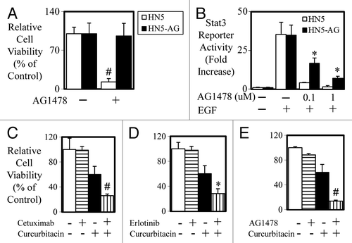 Figure 7. Acquired resistance in HN5 cells is reversed with STAT3 blockade. (A) HN5 parental (□) and HN5-AG (■) cells were treated with AG1478 (± 100 nM) for 72 h and cell viability was determined as outlined above (#P < 0.01). (B) HN5 parental (□) and HN5-AG (■) cells were infected with Ad-pAPRE-luc then treated with EGF and AG1478 for 24 h as indicated, lysed, and assessed for luciferase activity (STAT3 transcriptional activity). Data are expressed as relative luciferase activity (fold change ± S.D.; *P < 0.05). (C) HN5-AG cells were treated with control, cetuximab, curcurbitacin, or a combination or (D) control, erlotinib, curcurbitacin, or a combination or (E) control, AG1478, curcurbitacin, or a combination for 72 h. Cell viability was determined as outlined above. (*P < 0.05; #P < 0.01).