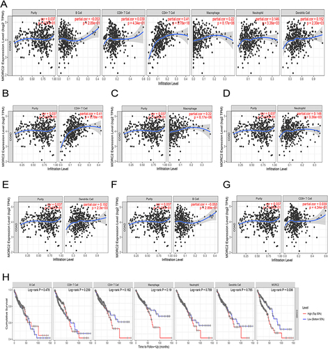 Figure 8 Correlation analysis between the MORC2 expression level and immune cell infiltration in COAD using the TIMER database; (A–G) The association of MORC2 expression with tumor purity and six types of immune cell infiltration level; (H) Relationship between immune cell abundance and cumulative survival of patients with COAD.