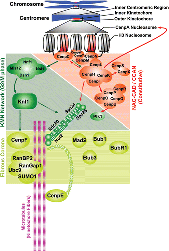 Figure 2 Schematic representation of the genetic and molecular interactions of the different kinetochore proteins. Filled arrows indicate complete dependence and broken arrows indicate partial dependence.