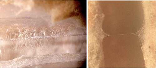 Figure 5. Examples of mycelial bridges when viewed under a microscope. This figure depicts the presence of mycelial bridges that the authors would visually confirm under the microscope prior to testing the setup.