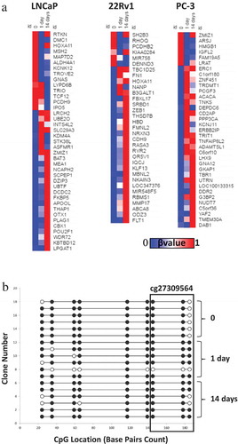 Figure 2. Methylation changes following radiotherapy in LNCaP, 22Rv1 and PC-3 cells. Prostate cancer cell lines were exposed to 2 Gy radiation and DNA was extracted at 0, 1 and 14 d. DNA methylation was profiled using the Illumina Infinium HM450K platform. (a) Heatmaps (generated using Morpheus https://software.broadinstitute.org/morpheus/) based on β values of differentially methylated regions post-radiotherapy in LNCaP, 22Rv1 and PC-3 prostate cancer cells at 0, 1 and 14 d. β values range from 0 to 1 with 0 being unmethylated (blue) and 1 being 100% methylated (red). (b) Bisulphite sequencing validation of methylation for the HOXA11 gene body for six clones (Illumina probe cg27309564 spans last three CpGs highlighted in box) in 22Rv1 cells. White circles represent unmethylated CpGs and black circles represent methylated CpGs.