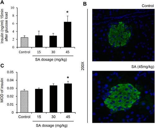 Figure 3 Sennoside A induced plasma insulin. (A) Plasma insulin. (B) Islet size by immunoﬂuorescence staining with insulin (green). Nuclei were stained with DAPI (blue). (C) Evaluation of β cell number: Mean optical density (MOD) of insulin. Data are presented as the mean ±SEM; n = 6. *P < 0.05 vs the normal control group.