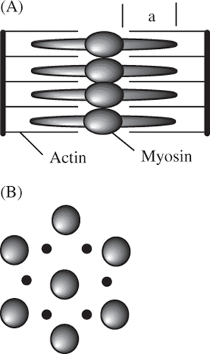 Figure 1. Figurative sketch of actin-myosin geometry that forms the regular structure responsible for the birefringent properties of the sarcomere. (A) Functional sarcomere unit cell (between z-bands). (B) Cross-section in the a-band.