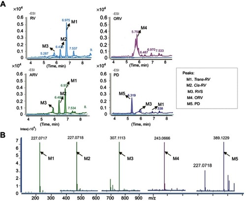 Figure 4 MS and HRMS analysis on the metabolites of trans-resveratrol (RV) and its analogs acetylresveratrol (ARV), oxyresveratrol (ORV) or polydatin (PD) in T24 cells. (A) Total ion chromatogram (TIC) of the supernatant of T24 cells treated with 100 μM RV (ORV, ARV or PD) for 48 hrs. Peak M1, M2, M3, M4 and M5 indicated the retention time corresponding to the different mass composition of metabolites, respectively. (B) Shimadzu LC-MS-IT-TOF-based HRMS analysis of RV (ORV, ARV or PD) metabolites in T24 cells. Arrows labeled as M1, M2, M3, M4 and M5 indicated the exact molecular ion weight [M-H]− of 227.0717 (C14H11O3, calculated m/z 227.0708), 227.0718 (C14H11O3, calculated m/z 227.0708), 307.01113 (C14H11SO6, calculated m/z 307.0276), 243.0666 (C14H12O4, calculated m/z 243.2427), 389.1229 (C20H22O8, calculated m/z 389.2817), respectively. M1 represents trans-RV; M2 represents cis-RV; M3 represents RVS; M4 represents ORV; M5 PD, respectively.