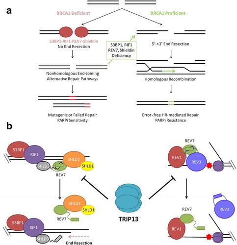 Figure 1. TRIP13 promotes PARP inhibitor sensitivity by disassembling REV7-Shieldin. (a) BRCA1 promotes 5ʹ-3ʹ DNA end resection, the critical first step in double strand break (DSB) repair through homologous recombination. In the absence of BRCA1; 53BP1, RIF1, REV7 and Shieldin inhibit DNA end resection, preventing repair by HR. End resection and HR can be restored in BRCA1-deficient cells by concurrent deficiency of any component of this anti-resection axis. Without HR repair, cells are unable to properly repair all DSBs, particularly those that arise during S phase leading to hypersensitivity to PARP inhibition and other DNA damaging therapies. (b) The Shieldin complex assembles at the break site through sequential recruitment of 53BP1, RIF1, SHLD3, REV7 and SHLD1-SHLD2 (left). REV7 is also recruited to sites of replication blockages, where it interacts with REV1 and REV3 as part of the DNA Polymerase ζ complex (right). TRIP13 catalyzes an inactivating conformational change of REV7, thereby inhibiting both the Shieldin complex and the Polymerase ζ complex.