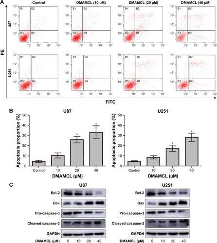 Figure 3 DMAMCL induces apoptosis in glioma cells.Notes: (A, B) After treatment with the indicated concentrations of DMAMCL for 48 hours, apoptosis was detected using Annexin V-FITC/PI staining and the percentage of apoptotic cells compared with the untreated control groups was quantitatively analyzed. (C) The apoptosis biomarkers Bcl-2, Bax, and caspase-3 were measured after cells were treated with different concentrations of DMAMCL (10, 20, 40 μM) for 48 hours by Western blot analysis. GAPDH is shown as a loading control. The results shown are one representative of three independent experiments. *P<0.05 vs the control group.Abbreviations: DMAMCL, dimethylaminomicheliolide; FITC, fluorescein isothiocyanate; GAPDH, glyceraldehyde 3-phosphate dehydrogenase; PI, propidium iodide.