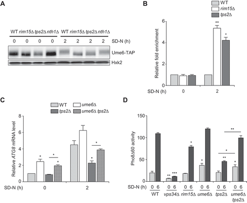 Figure 4. Tps2 positively regulates Ume6 phosphorylation, which is essential for proper induction of ATG8 and autophagy activation upon nitrogen starvation. (A) WT (BK0042), rim15Δ (BK0043), tps2Δ (BK0044), and nth1Δ (BK0045) cells expressing Ume6-TAP were grown to early log phase in SC medium (SD-N 0 h) and incubated in SD-N medium for 2 h. Protein extracts were analyzed by immunoblotting as described in Materials and methods with an anti-IgG antibody. Hxk2 was used as a loading control. Data are representative of at least three independent experiments. (B) WT (BK0042), rim15Δ (BK0043), and tps2Δ (BK0044) cells expressing Ume6-TAP were grown to early log phase in SC medium (SD-N 0 h) and incubated in SD-N medium for 2 h. The association of Ume6 with the ATG8 promoter region was measured using ChIP assay as described in Materials and methods. Fold enrichment level of each strain was normalized against that of WT cells, which was set to 1. (C) WT (BY4741), ume6Δ (BK0046), tps2Δ (BK0025), and ume6Δ tps2Δ (BK0047) cells were grown to early log phase in SC medium (SD-N 0 h) and incubated in SD-N medium for 2 h. ATG8 mRNA levels were quantified by quantitative real-time PCR as described in Materials and methods. ATG8 mRNA levels were normalized against that of WT cells under normal condition (SD-N 0 h), which was set to 1. (D) WT (YTS159), vps34Δ (BK0001), rim15Δ (BK0048), ume6Δ (BK0049), tps2Δ (BK0003), and ume6Δ tps2Δ (BK0050) cells were grown to early log phase in SC medium (SD-N 0 h) and incubated in SD-N medium for 6 h. Pho8Δ60 alkaline phosphatase activity of each sample was measured as described in Materials and methods. (B to D) Values are the mean of three independent experiments and the error bars indicate the standard deviation. P-values were determined by two-tailed Student’s t-test (***P < 0.001, **P < 0.01, *P < 0.05)