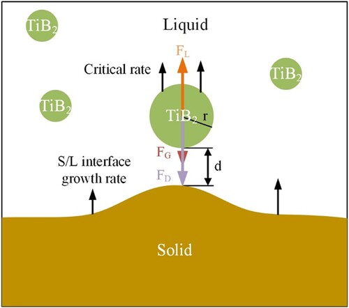 Figure 13. Schematic diagram of force analysis of particles in liquid metal.