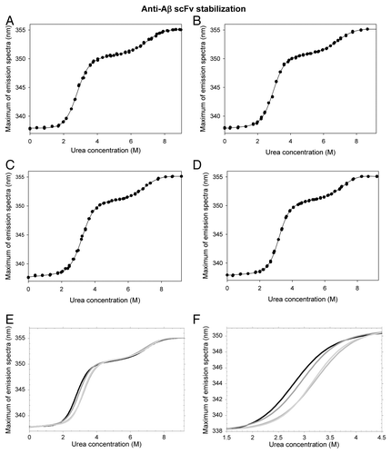 Figure 2. Urea denaturation of scFV-3D6h WT and its variants. The maximum of the Trp-fluorescence emission-spectra is plotted as a function of urea concentration. (A-D) Fitting to the three-state model. (A) WT, (B) C1, (C) C2, (D) C3. (E) Comparison of the fitted data. Two transitions are observed during the red-shift. The plateau in the 4–6M urea region is indicative of the occurrence of an intermediate state. (F) Magnification of the first transition shows incremented thermodynamic stability upon mutation. WT, black; C1, dark gray; C2, mild gray; C3, light gray.