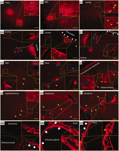 Figure 4. EB with i.d. diffused into brain perivascular tissues or spaces and the effects of PG on the brain EB. (A–C) EB diffused into the brain parenchyma without perfusion. (D–F) EB distributed around cortical blood vessel; (G–L) EB located near blood vessels in Pons, medulla oblongata, thalamus and hypothalamus, striatum and hippocampal CA2. (M–O) EB diffused into the dura and pia mater. Blue dash circle: blood vessels; Blue arrows: EB in the perivascular tissues or spaces; Yellow arrows: neurons; White arrows and dash line: EB in pia mater and along vessels. Big white arrows: dura and pia mater. Pons: pons varolii; MO: medulla oblongata. The bar is 50 μm, 20×.