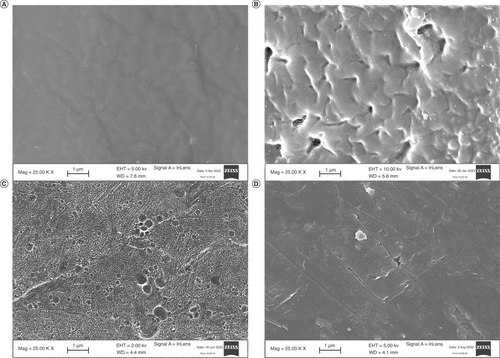 Figure 2. Scanning electron microscopy images. (A) Control collagen film sample, (B) collagen films functionalized with chondroitin sulfate, (C) plasma-treated collagen and (D) plasma-treated collagen functionalized with chondroitin sulfate.