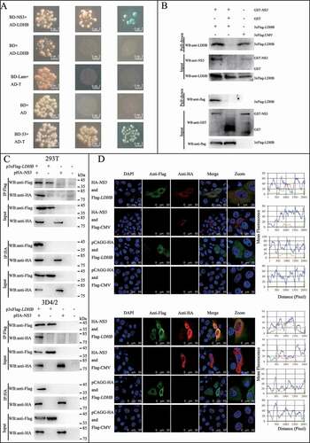 Figure 2. CSFV NS3 interacts with LDHB. (A) Reactivity of CSFV NS3 with LDHB protein in a yeast two-hybrid system. Yeast strain Y2H was co-transformed with a bait plasmid, BD-NS3, and a prey plasmid, pGADT7-LDHB (AD-LDHB), which encodes LDHB fused to the Gal4 activation domain. Co-transformation of BD-lambda/AD-T and BD-P53/AD-T was used as negative and positive controls, respectively. (B) GST affinity-isolation assay. The GST or GST-NS3 fusion proteins expressed in Escherichia coli BL21 (DE3) were purified with glutathione-Sepharose 4B resin and incubated with the lysate of HEK293T cells overexpressing the Flag-tagged LDHB. After washing with cold PBS, the bound proteins were subjected to 10% SDS-PAGE and western blotting using the anti-GST polyclonal antibody, the anti-Flag monoclonal antibody, the anti-LDHB antibody and anti-NS3 antibody. (C) Coimmunoprecipitation (co-IP) analysis of 3x Flag-tagged LDHB and HA-tagged NS3 by the anti-flag monoclonal antibody (mAb) or by the anti-HA mAb. HEK293T and 3D4/2 cells were co-transfected with the indicated plasmids (+) or empty vectors (-) for 48 h. The transfected cells were lysed and incubated with a mouse anti-Flag Mab or anti-HA mAb, followed by incubation with the protein G-Agarose for 6 h at 4°C. The immunoprecipitate was analyzed by western blotting using the anti-Flag and anti-HA. (D) Colocalization of NS3 protein with LDHB. PK-15 and 3D4/2 cells were co-transfected with 3x Flag-tagged LDHB and HA-tagged NS3. Cells were fixed at 48 h post-transfection and subjected to indirect immunofluorescence assay to detect HA-NS3 (red) and 3xFlag-LDHB (green) with mouse anti-Flag and rabbit anti-HA antibodies. The nucleus is indicated by DAPI (blue) staining in the merged image. Image-Pro Plus6.0 software was used to calculate the mean fluorescence intensity of the line profile of the colocalization image (3 times), the red and green curves showed consistent trends, indicating that the colocalization was resulted from the strong correlation between HA-NS3 and 3xFlag-LDHB