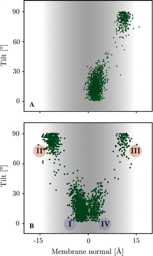 Figure 3.  Scatter plot showing the distribution of tilt angles and centre of mass position of the WALP 16 peptide along the membrane normal for the 300 K replicas. Panel A: The surface bound starting configuration only translocates very late in the simulation and hence only explores one interface (see text). Panel B: The trans-membrane starting configuration has an almost equal probability of exiting the membrane on each leaflet exploring both interfaces. Inserted and surface bound configurations show clear tilt preferences matching the energy landscape of a rigid body scan (see Figure 4A below). The roman numerals correspond to locations/orientations with respect to the membrane, depicted in Figure 4 (I & IV = M & MF, II & III = S & SF). (This Figure is reproduced in colour in Molecular Membrane Biology online).