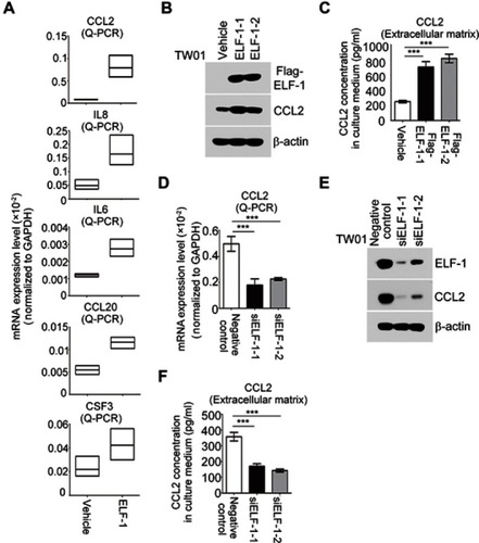 Figure 4 CCL2 expression was modulated by ELF-1 in NPC. (A) Detection of chemokine expression in ELF-1-TW01 cell lines and the vehicle control. (B and C) The endogenous and secreted protein levels of CCL2 were examined in ELF-1 transfectants and the vehicle control. (D–F) mRNA and protein levels of CCL2 were determined in siELF-1 and negative control NPC cells by Q-RT-PCR and Western blotting. ***p<0.001.Abbreviations: CCL2, C-C motif chemokine ligand 2; NPC, nasopharyngeal carcinoma.