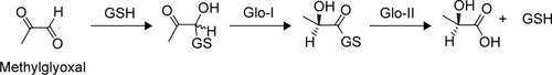 Figure 1 Mechanism of MG detoxification utilizing glyoxalase system enzymes.