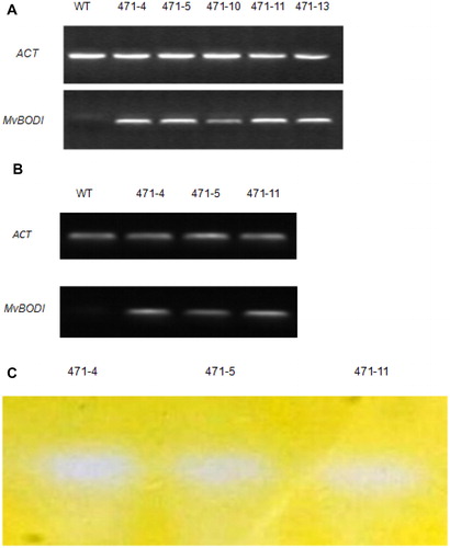 Figure 1. Recombination, transcription and expression of Mv BODI in transgenic A. thaliana plants. The recombination and transcription of MvBOD in transgenic lines (471-4, 471-5, 471-10, 471-11, and 471-13) were confirmed by PCR (A) and RT-PCR (B). Native-PAGE of crude protein extracts of the transgenic lines (471-4,471-5, 471-11) (C).