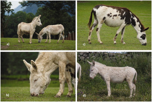 Figure 1. Different white coat colour phenotypes in donkeys: (a) grey coat colour (b) two white Austro-Hungarian White Baroque donkeys (c) white spotted donkey (d) white Asinara donkey.