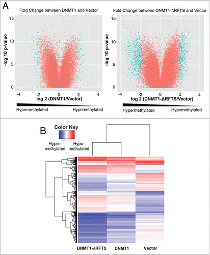 Figure 5. DNMT1-ΔRFTS expression enhances global DNMT1 methylation changes. (A) Genome-wide promoter DNA methylation profiles were obtained using the HELP assay. In volcano plots, the x-axis scores probe-specific methylation ratios and the y-axis scores p-values for the confidence of measurements. The plots allow visualization of methylation differences between vector and DNMT1 cells as well as the differences between vector and DNMT1-ΔRFTS cells. Probes sets that showed significant hyper- or hypomethylation (p < 0.05 for methylation changes (log2(HpaII/MspI)) > 2) are shown in cyan. All other probes are shown in red. (B) Heat map illustration of HpaII-enrichment fragments with methylation changes (log2(HapII/MspI)) > 2 between vector and DNMT1-ΔRFTS cells.