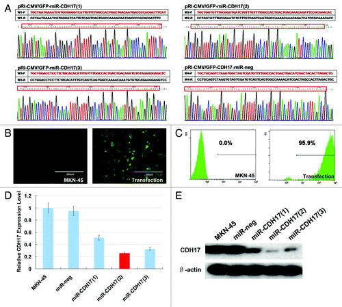 Figure 1. RNAi-mediated stable knockdown of CDH17 in MKN-45 cells. (A) The plasmids of pRI-CMV/eGFP-CDH17-miR-1, -2, -3 and -neg detected by DNA sequencing were consistent with the designed miRNA insert fragments. (B) High expression of GFP was observed in lentiviral vector transfected cells, as opposed to the negative expression of it in MKN-45 cells receiving no treatment (100μm). (C) 94–98% of transfected cells are GFP positive, determined by flow cytometry analysis. (D) Real time RT-PCR indicated that the miR-CDH17(2) was the optimal sequence, with 80% interference efficacy of CDH17, which was confirmed by (E) western blot analysis.