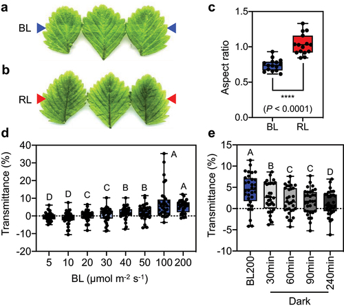 Figure 2. Blue light – dependent accumulation and avoidance responses in F. vesca (a) and (b) White-band assays of F. vesca leaves irradiated with 200 µmol photons m−2 s−1 of blue light (BL) at 470 nm (a) and red light (RL) at 660 nm (b). The images were manipulated to show clear white bands. Arrows indicate the positions of the irradiation bands. (c) Quantitative analysis of the white-band assay of F. vesca leaves. The distribution of aspect ratio values of five replicates from three biologically independent experiments (n = 15) is shown as a boxplot. Dots represent individual data points. Asterisks indicate significantly different mean aspect ratios, as analyzed by two-tailed unpaired Student’s t test. (d) Light-induced changes in transmittance in BL-treated leaf discs. F. vesca leaf discs were irradiated with various intensities of BL (5, 10, 20, 30, 40, 50, 100, and 200 µmol photons m−2 s−1) for 20 min. (e) Light transmittance in F. vesca leaf discs after different periods of dark incubation. In (d) and (e), light transmittance at 660 nm through the leaves was measured using a microplate spectrophotometer. Experimental data from four biologically independent experiments (eight replicates per experiment, n = 32) in (d) and (e) are shown as boxplots. Each dot in the boxplot represents the light transmittance in a replicate. Upper and lower bars represent maximum and minimum values, respectively. Different letters indicate significant differences in mean light transmittance among treatments, as analyzed by one-way ANOVA with Tukey’s HSD test at p = 0.05.