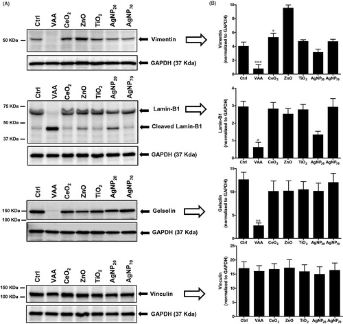 Figure 3. Expression of cytoskeletal proteins in response to NP. (A) 3D10 eosinophil cells (1 × 106 cells/ml; 2 ml/well) were incubated for 24 h in the presence of buffer (Ctrl), 1 μg/ml VAA-I (VAA), or with 100 μg/ml of the indicated NP and the expression of vimentin, lamin B1, gelsolin, and vinculin was then determined by Western blot analyses. Membranes were then stripped and re-probed with an anti-GAPDH antibody to verify protein loading. Results shown are from one representative experiment out of at least two. (B) Corresponding densitometry.