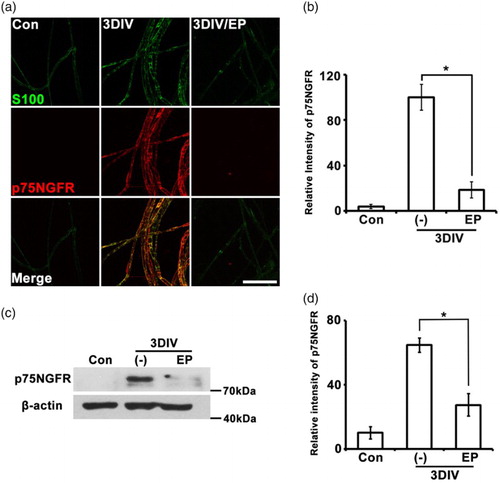 Figure 3. p75NGFR expression is regulated by EP (10 mM). (a) Teased sciatic explants immunostained for p75NGFR (red) and S100 (green). Scale bar = 100 μm. (b) Quantification of fluorescent intensity of p75NGFR expression. n = 3. (c) Western blot analyses show the decrease of p75NGFR expression in EP-treated explants. (d) Quantification of Western blot bands. n = 4. *P < .001 compared to non-treated explants at 3DIV.